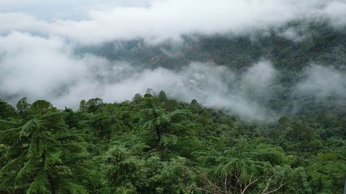 Scenic view of forest against sky