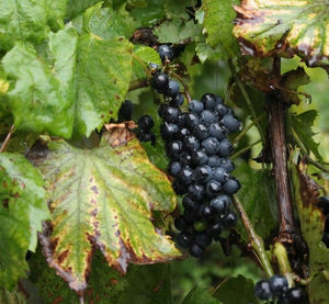 Close-up of grapes growing in vineyard