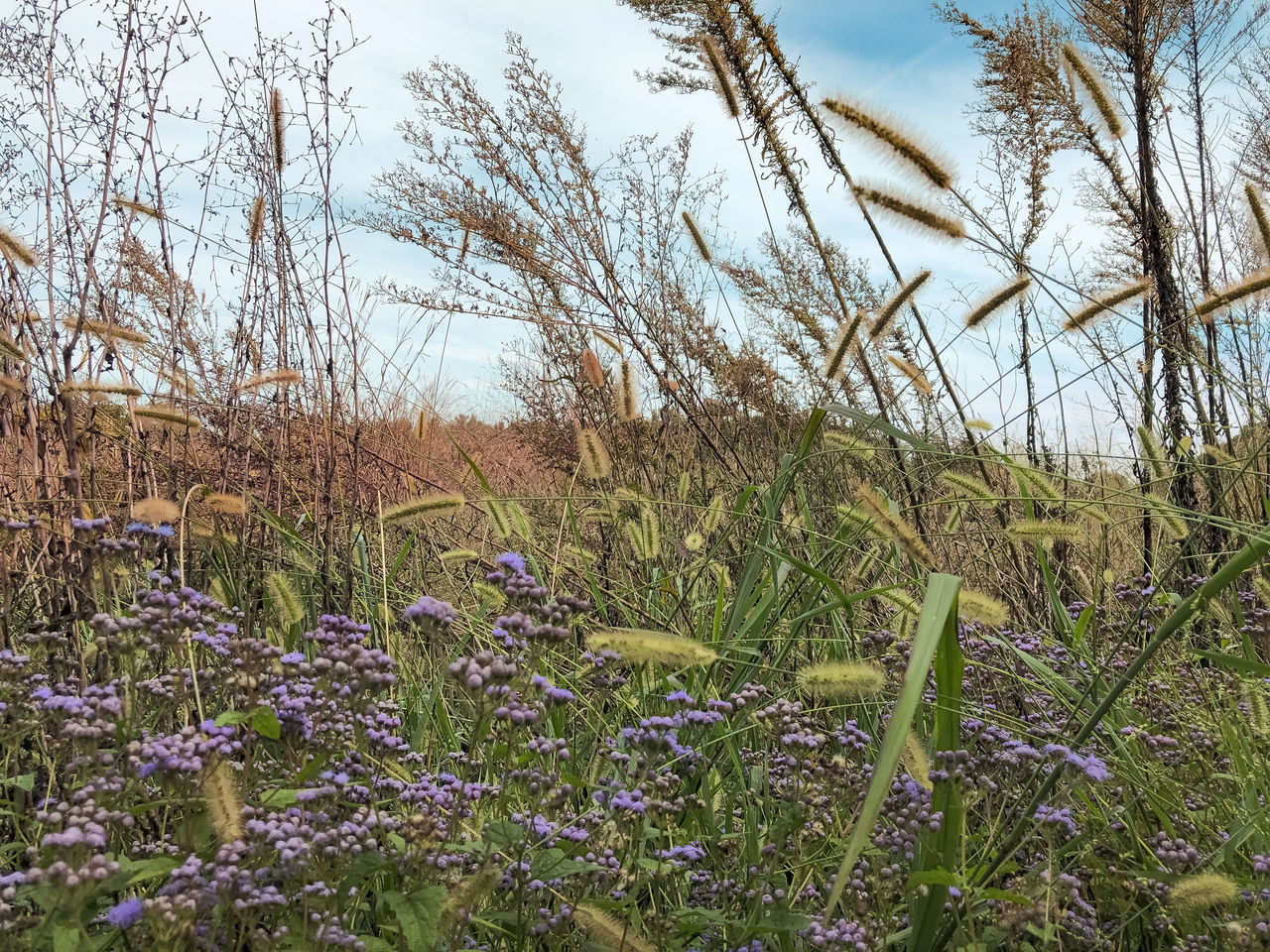 SCENIC VIEW OF PURPLE FLOWERING PLANTS ON LAND