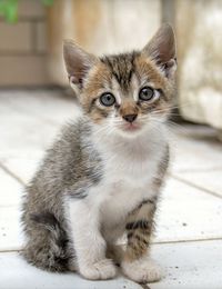 Portrait of kitten sitting on floor