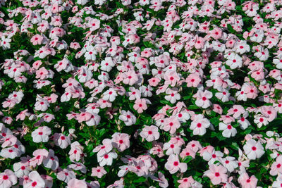Full frame shot of pink flowering plants