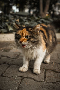 Portrait of cat on footpath