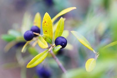 Close-up of purple flower growing on plant