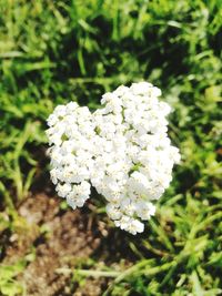 Close-up of white flowering plant