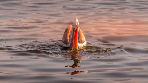High angle view of fish swimming in lake