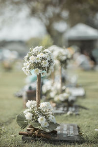Close-up of white flower on field