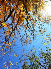 Low angle view of trees against sky during autumn