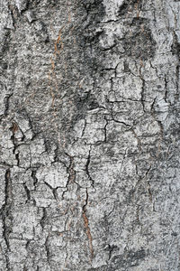 Full frame shot of tree trunk