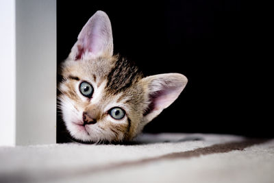 Close-up portrait of kitten