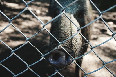Close-up of pig in front of chainlink fence on field