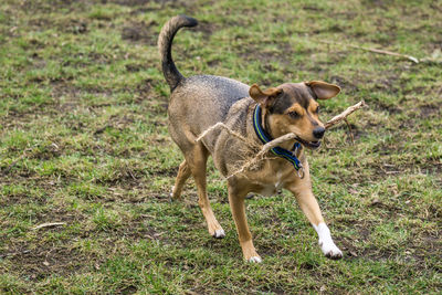 Dog standing on grass