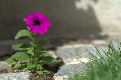 Close-up of flowers blooming outdoors