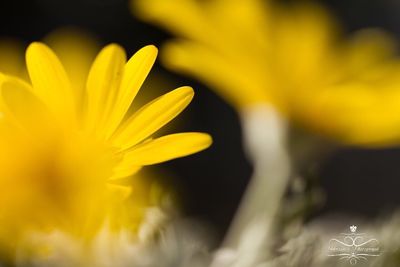 Close-up of yellow flower