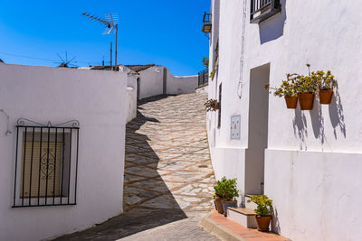 Potted plant on alley amidst buildings