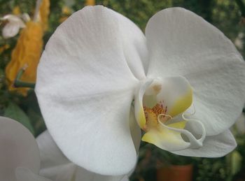 Close-up of white flower