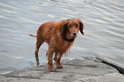 Portrait of dog standing in water