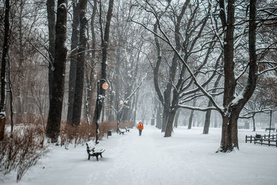 Person walking amidst bare trees in snow covered park