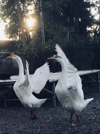 White birds flying over land