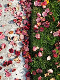 High angle view of pink petals on autumn leaves