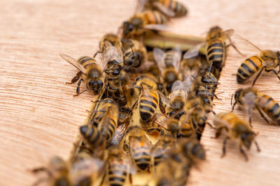 Close-up of bee on table