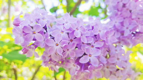 Close-up of purple flowers