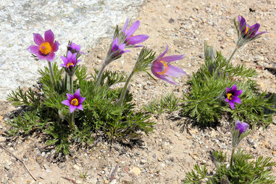 Close-up of purple crocus flowers growing on field