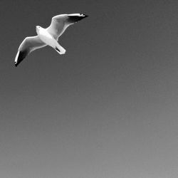 Low angle view of birds flying in sky