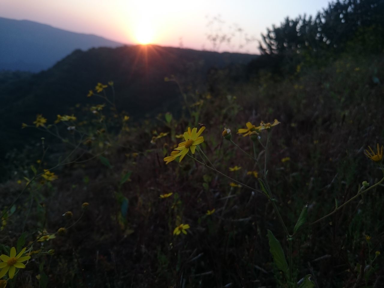 SCENIC VIEW OF FIELD AGAINST BRIGHT SUN