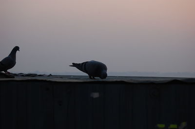 Bird perching on shore against sea during sunset