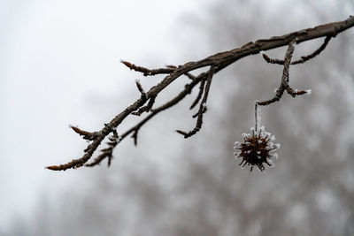 Close-up of frozen plant