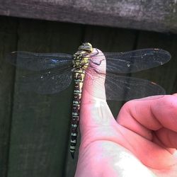 Close-up of butterfly on hand