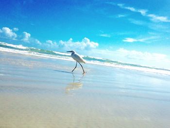 Scenic view of sea against blue sky
