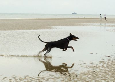 Dog on beach