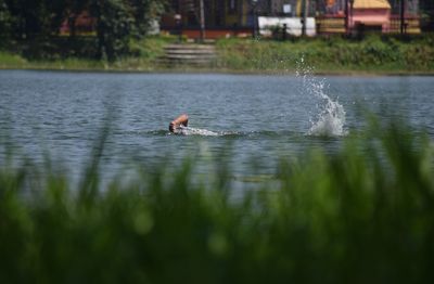 Ducks swimming in lake