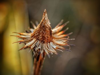 Close-up of dried seedhead 