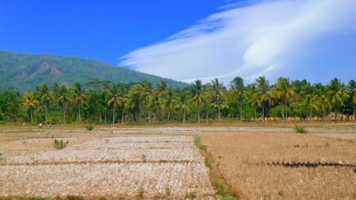 Scenic view of agricultural field against sky