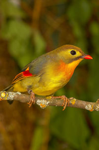 Close-up of a bird perching on branch