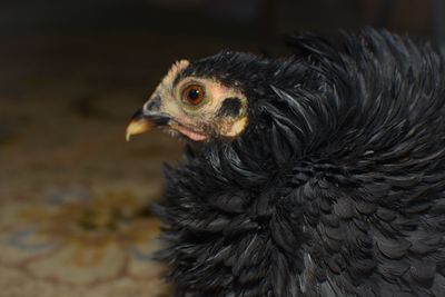 Close-up of a bird