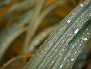 Close-up of wet plant leaves during rainy season