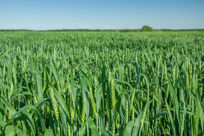 Green field of rye grains, horizon and clear blue sky