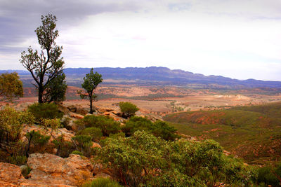 Trees on landscape against sky