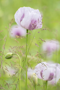 Close-up of pink flowering plant on field