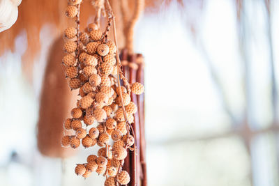 Close-up of dried pine cones hanging on table