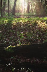 Trees growing in forest