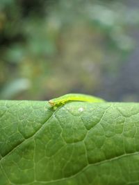 Close-up of insect on leaf