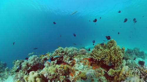 Diving near a coral reef. beautiful colorful tropical fish on the lively coral reefs underwater. 