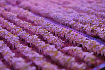 Full frame shot of purple flowering plants