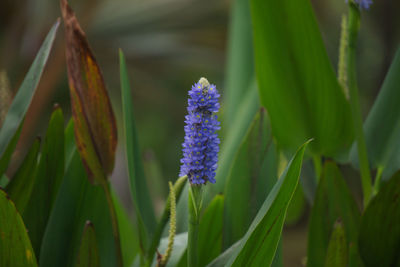 Close-up of purple flowers blooming outdoors
