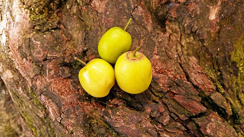 Close-up of fruits