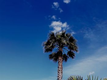 Low angle view of coconut palm tree against blue sky